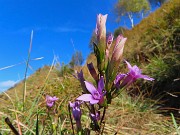 22 Gentianella anisodonta - Genzianella anisodonta baciata dal sole